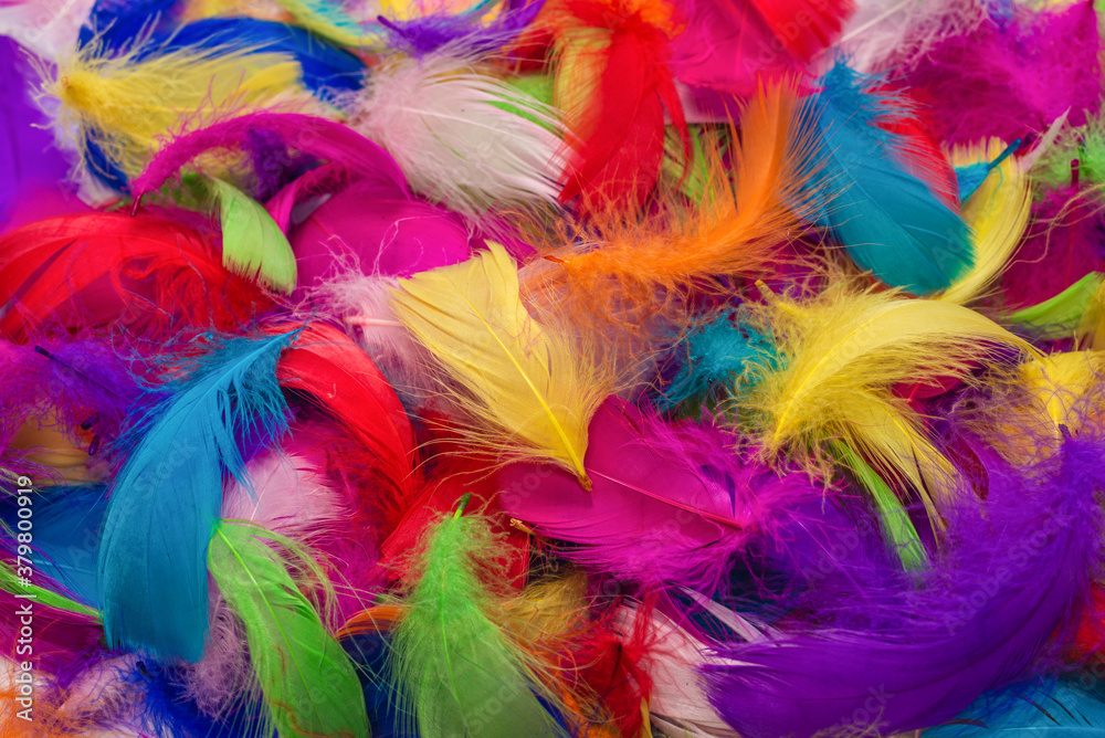 Obraz premium Colorful feather background.