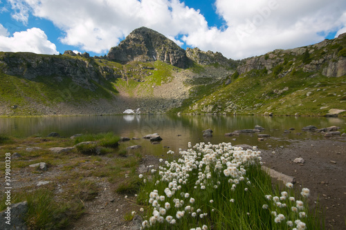 View of Bombasel lake with wild flowers in Trentino Alto-Adige, Italy