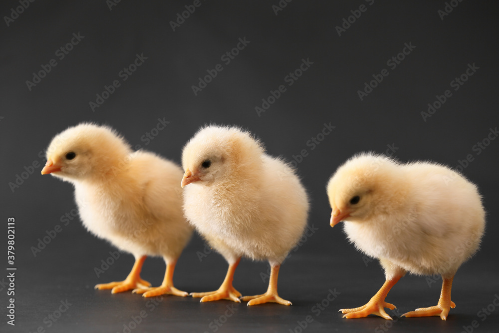 Cute little chicks on dark background