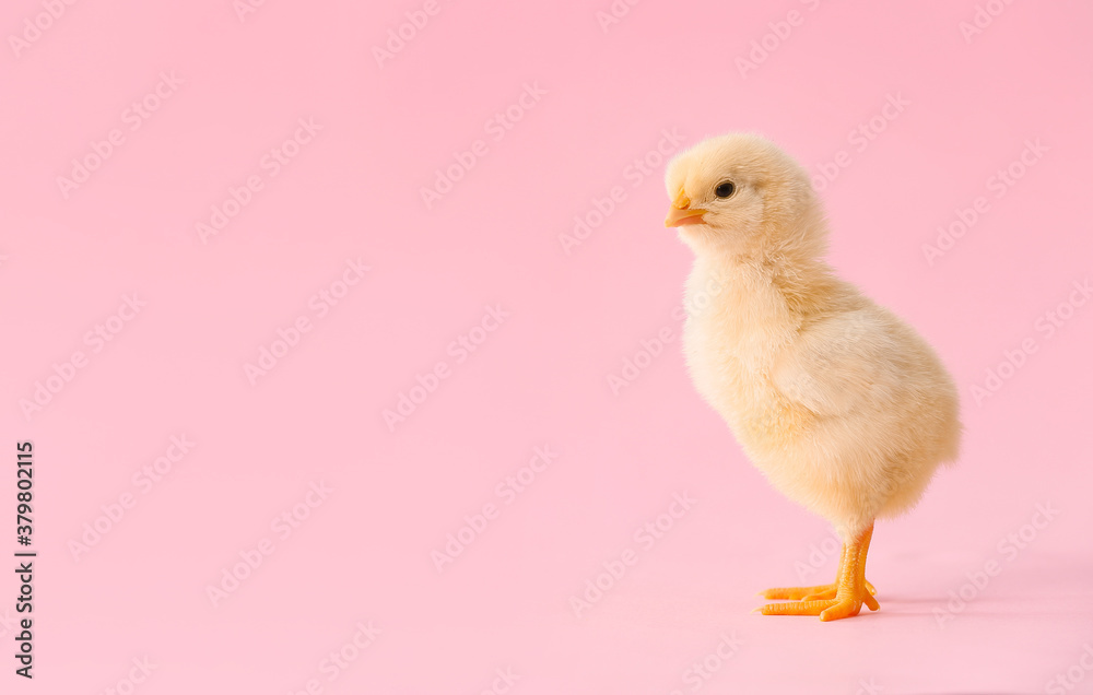 Cute little chick on color background