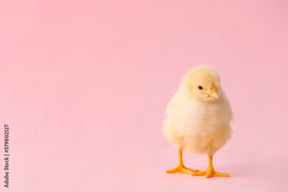 Cute little chick on color background