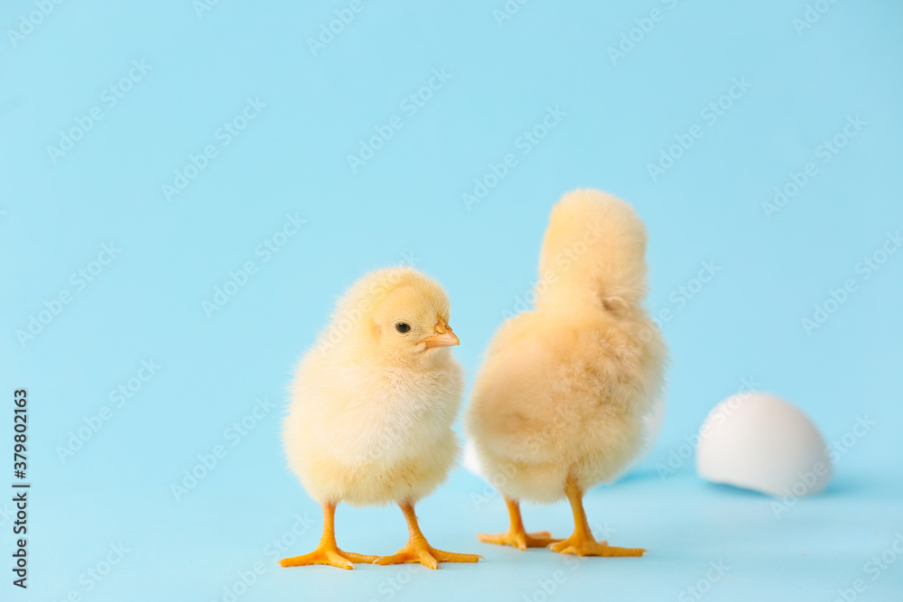 Cute hatched chicks on color background