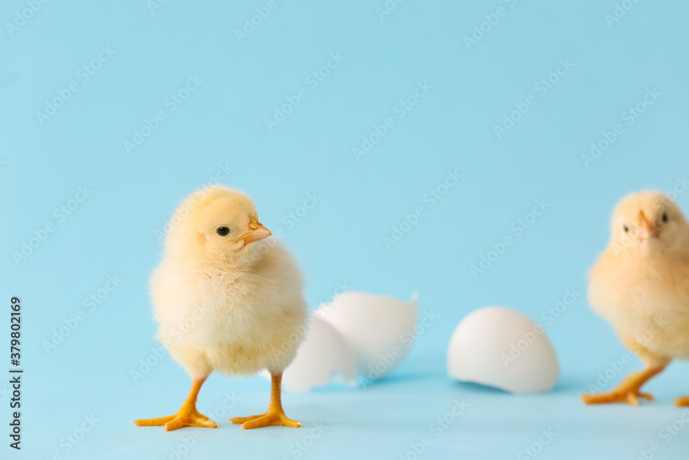 Cute hatched chicks on color background