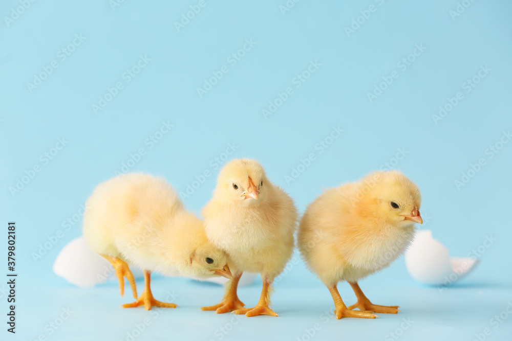 Cute hatched chicks on color background Cute hatched chicks on color background