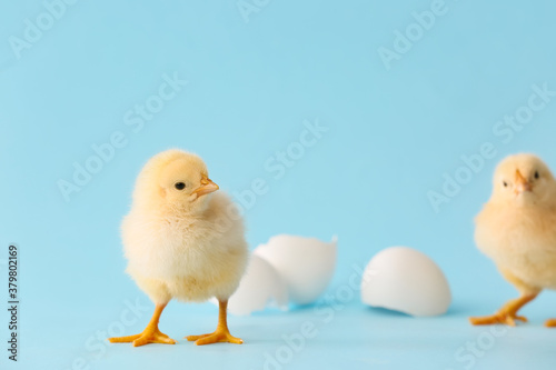 Cute hatched chicks on color background