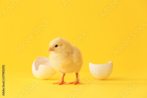 Fototapeta Cute hatched chick on color background