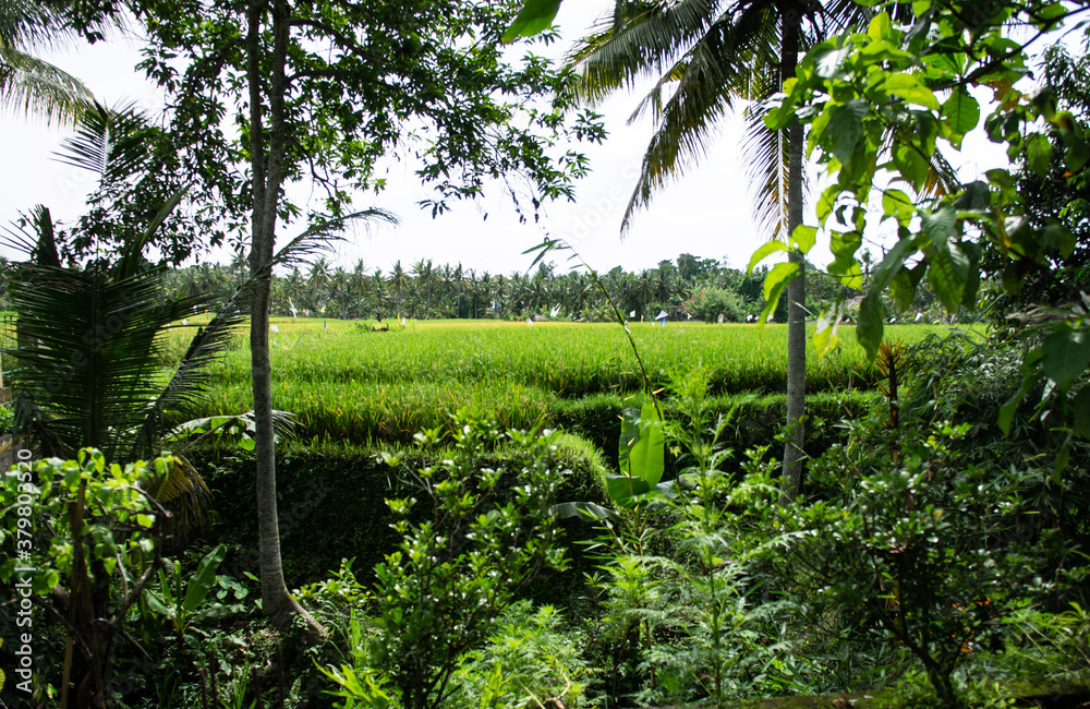 SONY DSC bali,baliisland,ubud,landscape,plant,village,
toropical,flower,view,tree,peacefultown,travel,forest,relax,
バリ島,風景,木々,花,村,トロピカル,懐かしい風景,
ウブド,棚田,カラフル,色彩的 SONY DSC bali,baliisland,ubud,landscape,plant,village,
toropical,flower,view,tree,peacefultown,travel,forest,relax,
バリ島,風景,木々,花,村,トロピカル,懐かしい風景,
ウブド,棚田,カラフル,色彩的
