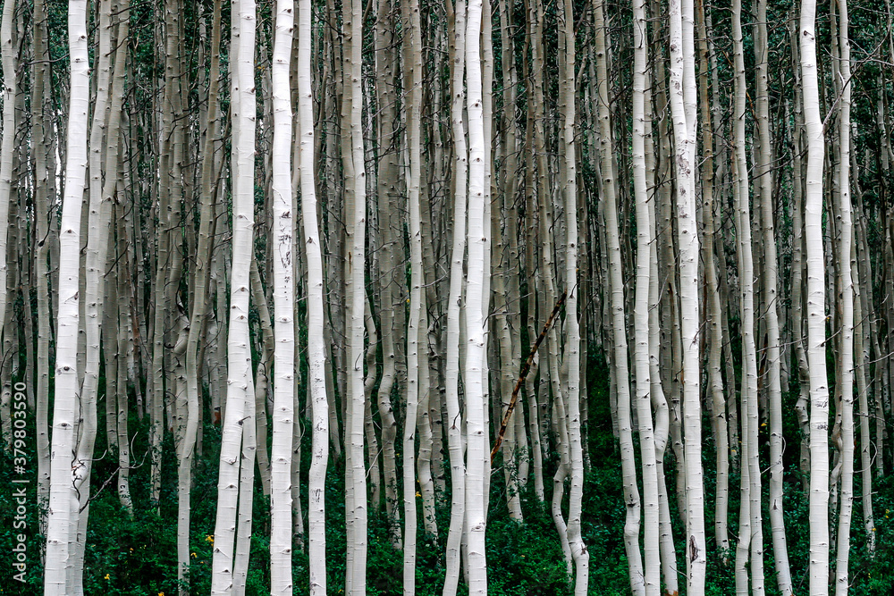 Birch Forest In Park City, Utah Birch Forest In Park City, Utah