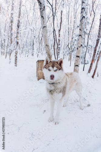 Fototapeta Naklejka Na Ścianę i Meble -  a wonderful light gray husky dog plays in the white snow and enjoys the winter and frost in the north and waits for a ride in a harness