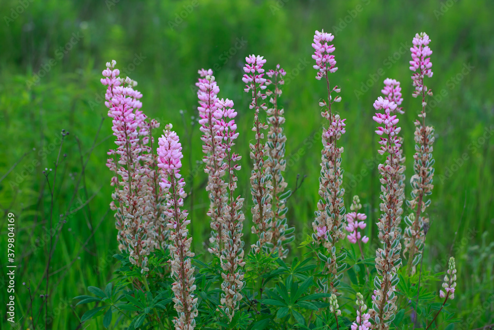 flowerses lupines on field flowerses lupines on field