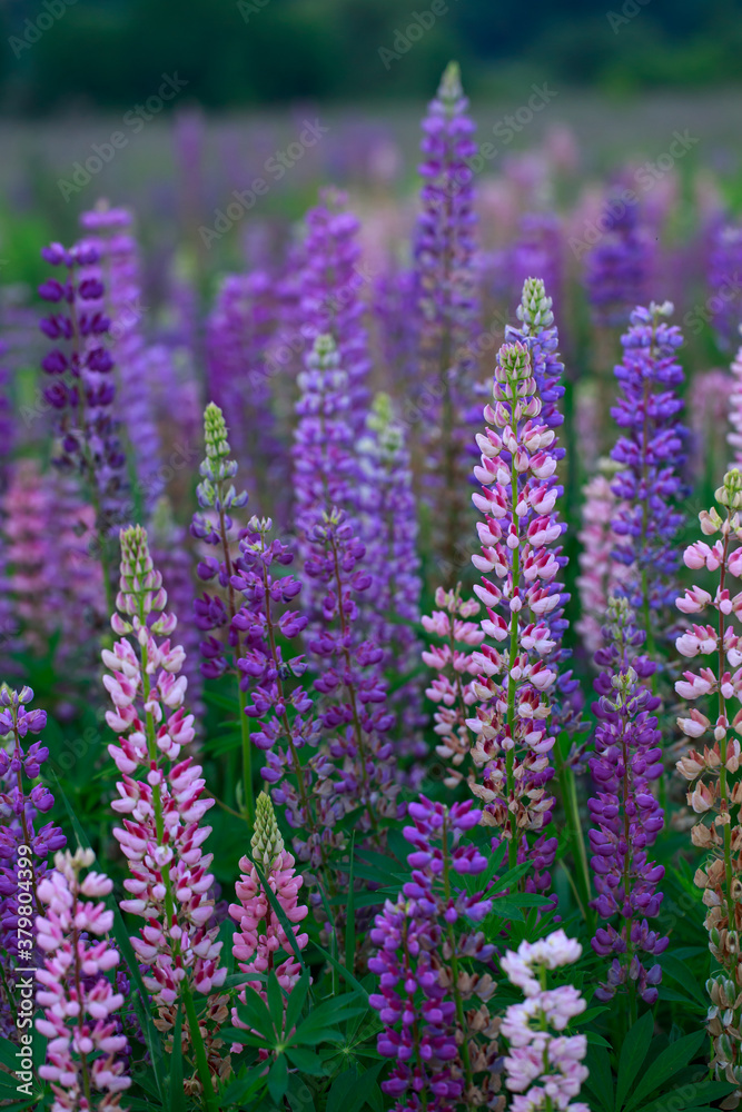 Naklejka premium flowerses lupines on field