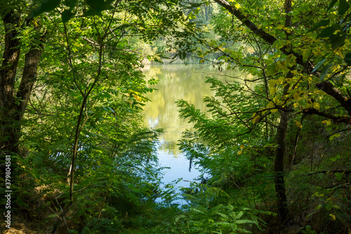 Fototapeta Naklejka Na Ścianę i Meble -  Autumn landscape, vegetation along the river