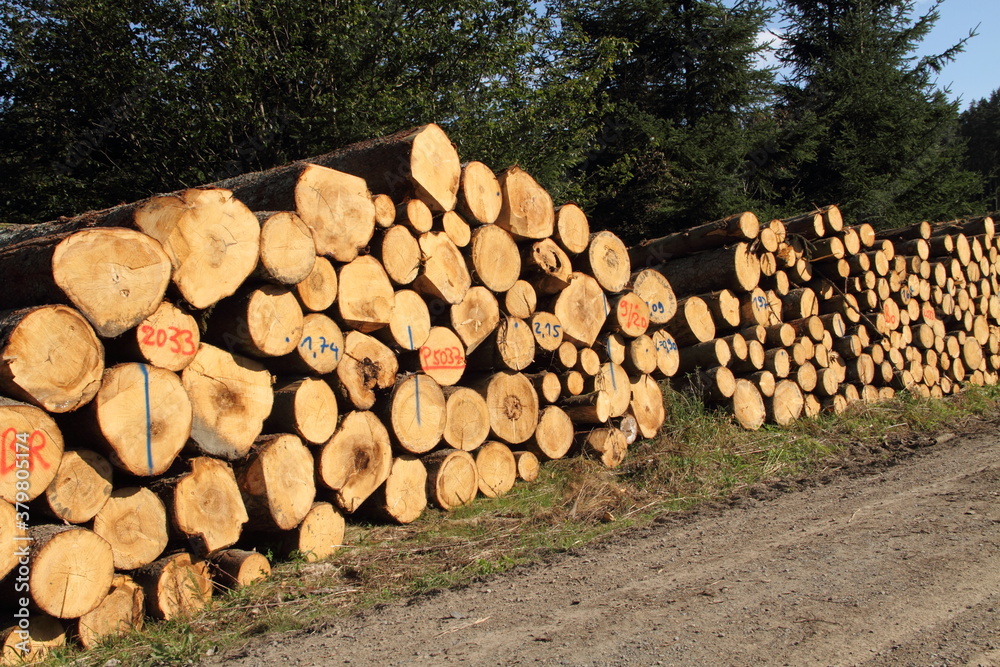 a freshly felled wooden pile in the forest