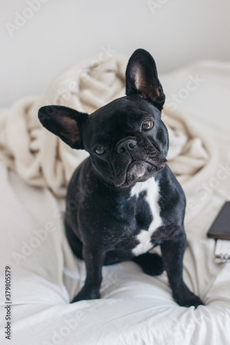 Cute french bulldog with blancket on the bed photo