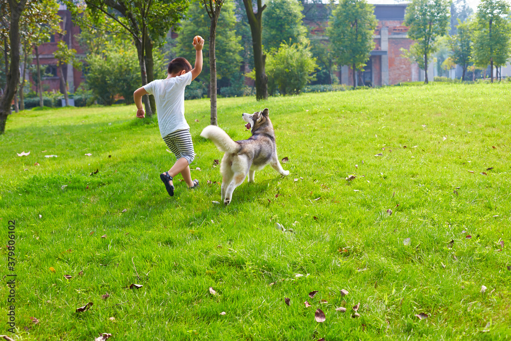lovely little boy playing with his husky dog outdoor lovely little boy playing with his husky dog outdoor