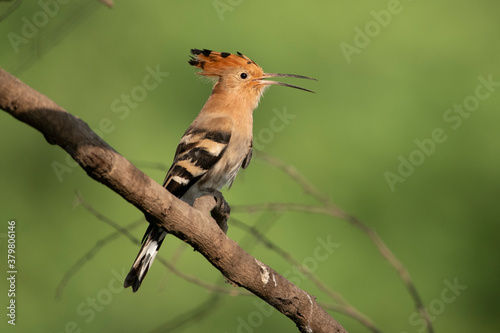 Hoopoe bird on perch © tahir