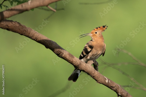 Hoopoe bird on perch © tahir