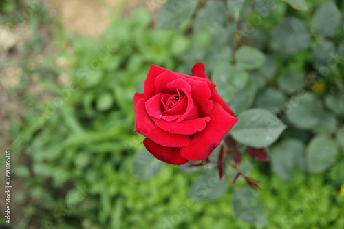 A blooming red garden rose.