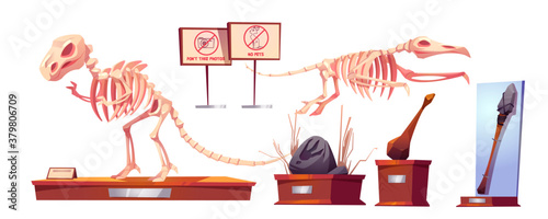 Dinosaur fossils in museum of history. Dino skeletons tyrannosaurus rex and pterodactyl, ancient artifacts, stone weapon, paw print at paleontological archaeological exhibit. Cartoon vector icons set