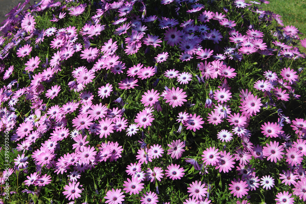 Fototapeta premium Field of pink and white flowers of a Shrubby daisybush