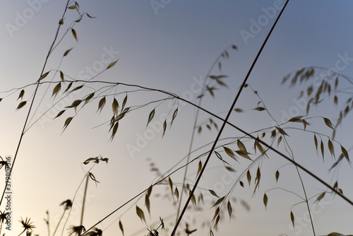 Gramineae Silhouette at sunset photo