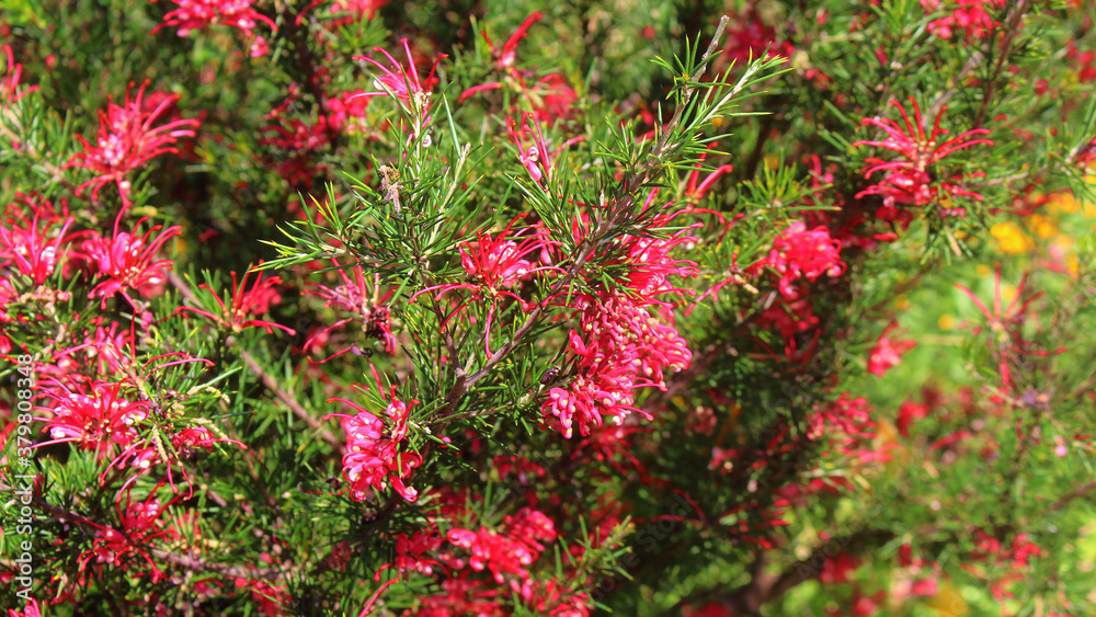 A Rosemary grevillea bush with small red flowers growing in a garden. Grevillea rosmarinifolia
