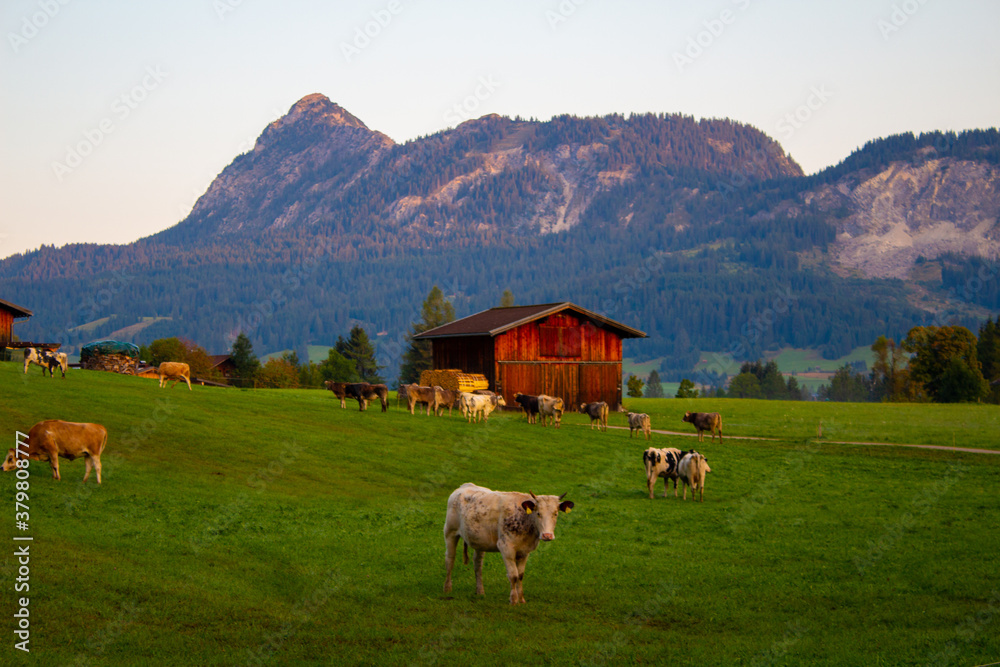 Obraz premium Alpenpanorama mit Kühen Tirol Berge