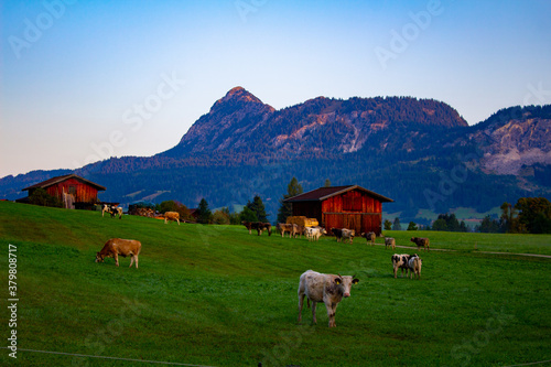 Alpenpanorama mit Kühen Tirol Berge