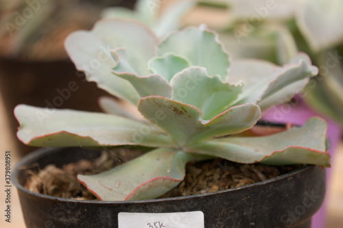 Echeveria 'Crinoline Ruffles' is a gorgeous succulent that has green rosettes with ruffled pink edges. This plant is drought tolerant and is a type of tender soft succulent. Not frost tolerant.