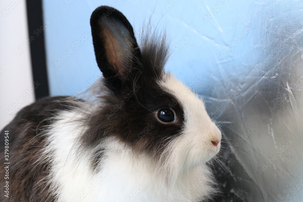 Cute Side Profile of Black and White Bunny Rabbit Cute Side Profile of Black and White Bunny Rabbit