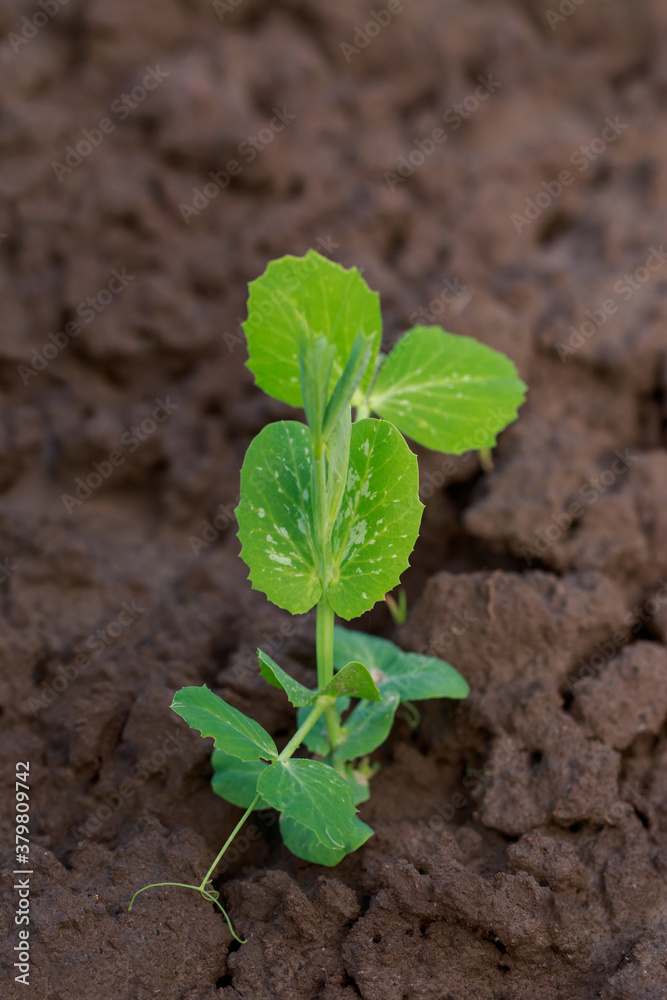 Young sprouts of peas Young sprouts of peas