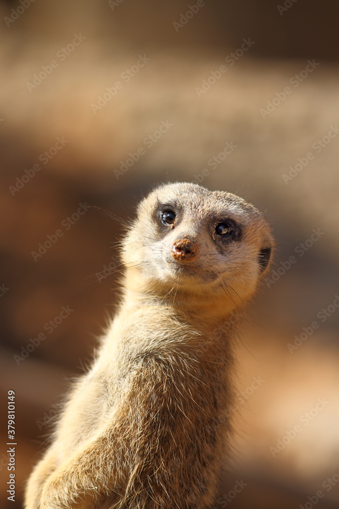 Meerkat looking out for danger Meerkat looking out for danger