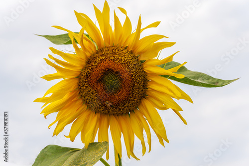 Bright yellow sunflower in the field against the sky. Beautiful sunflower close-up photo