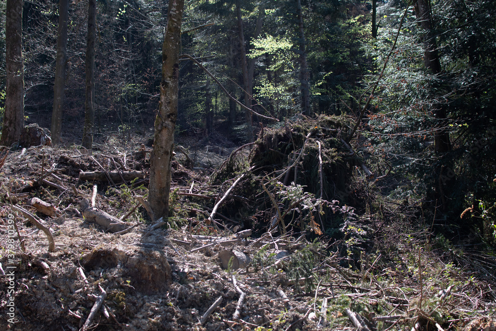 Forest Forest