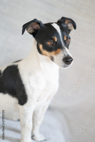 Brown, black and white Jack Russell Terrier dog posing in a studio, part of body, on a white background, copy space © Dasya - Dasya