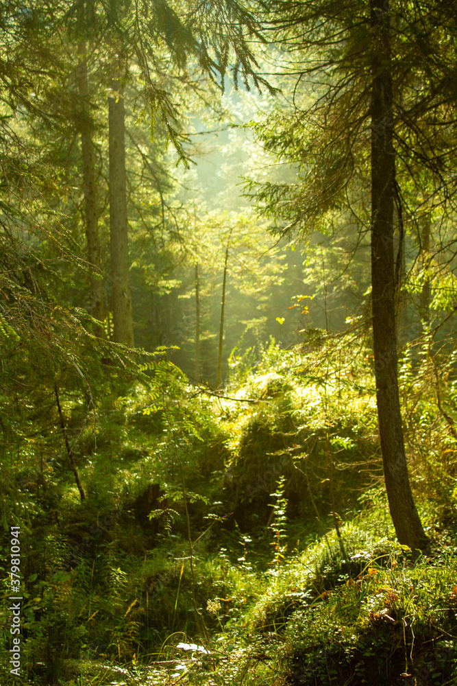 Fototapeta premium Wald mit Lichtspielen zwischen den Bäumen durch die Sonne