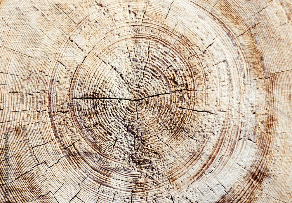 Background from a tree slice. Textured sawn logs close-up. Soft focus. Background from a tree slice. Textured sawn logs close-up. Soft focus.