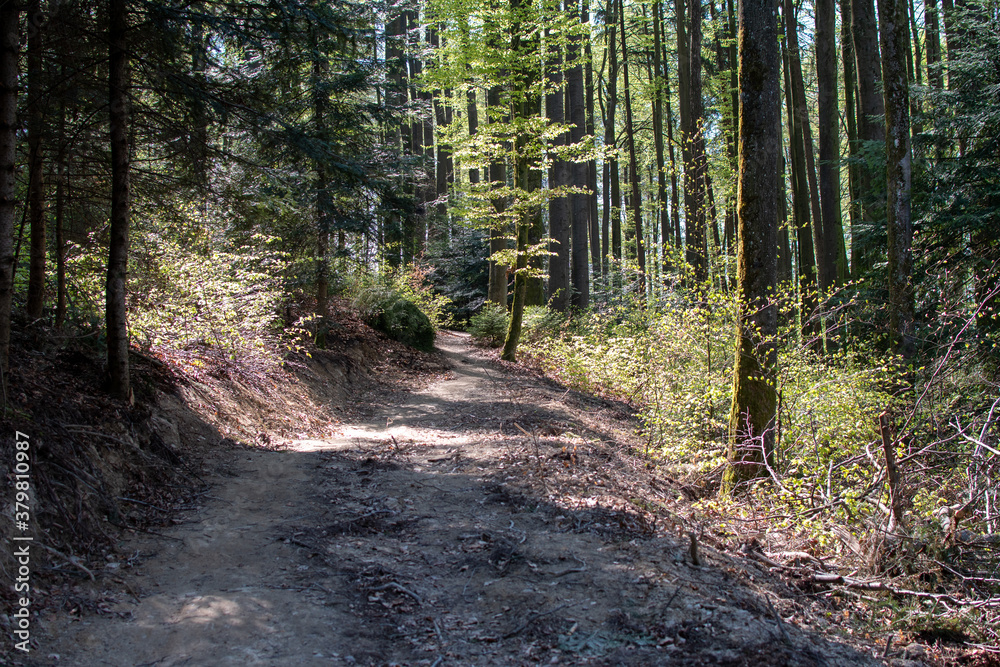 Obraz premium Forest