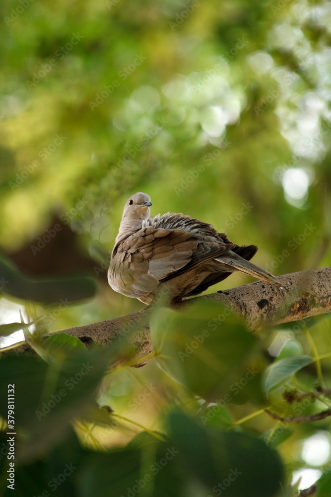 close up of a bird on the branch of a tree close up of a bird on the branch of a tree