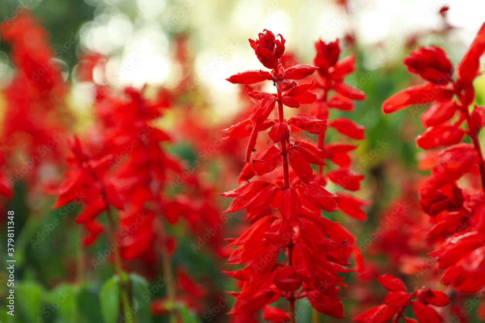 Beautiful red Salvia flowers outdoor in park Beautiful red Salvia flowers outdoor in park