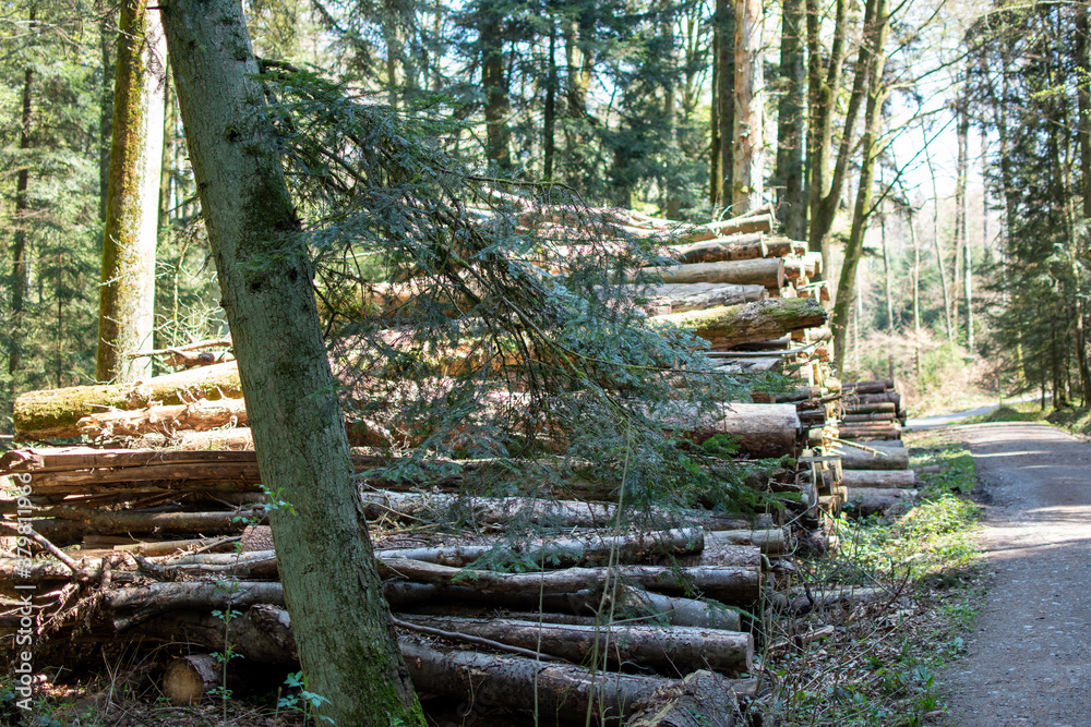 Fototapeta premium Forest
