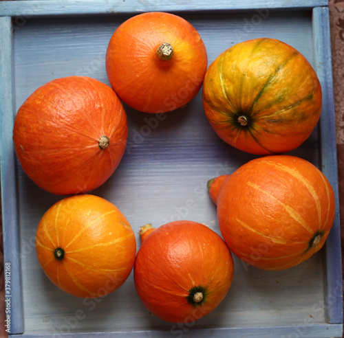 small pumpkin still life halloween closeup photo photo