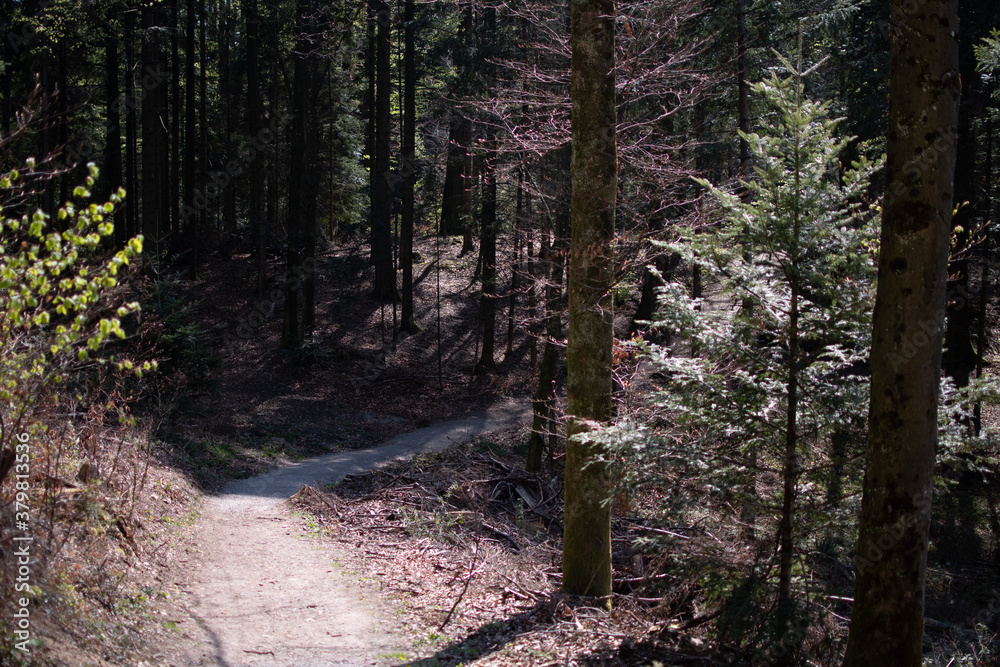 Fototapeta premium Forest