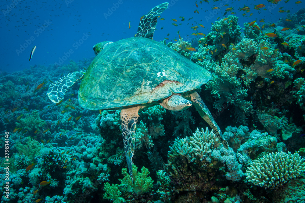 Obraz premium Hawksbill sea turtle swims in the clear blue ocean