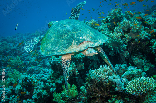 Hawksbill sea turtle swims in the clear blue ocean