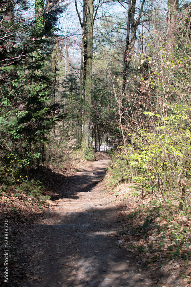 Forest