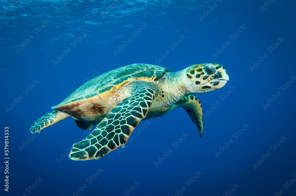 Fototapeta premium Hawksbill sea turtle swims in the clear blue ocean