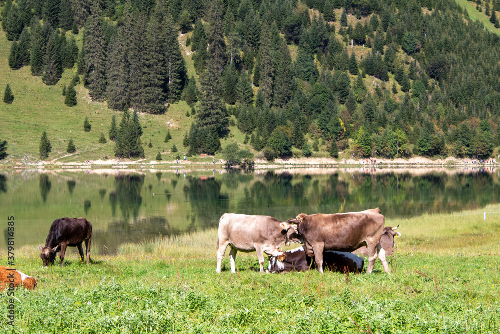 Naklejka premium Kühe vor einem Bergpanorama in den Alpen