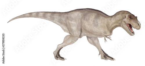 ティラノサウルス　白亜紀後期の恐竜時代の終焉を飾る大型の肉食恐竜であり、様々な化石が発見されている。雌雄の大きさの違いや、家族単位での群れの形成等、生態への探求が今も続いている。上下の顎は重く鼻先は細長い。頭部を真正面から見るとフクロウのような視野の広がりをもつ。巨大な上顎が視野を妨げるような構造ではなく、獲物との距離感が正確につかめるような構造である。 © Mineo