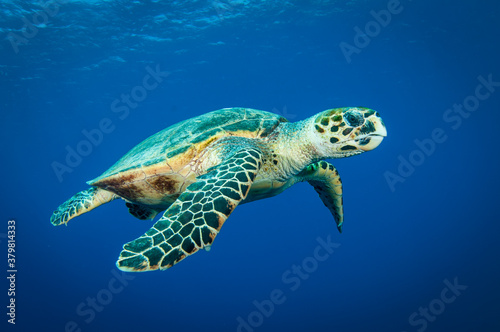 Hawksbill sea turtle swims in the clear blue ocean © JonMilnes